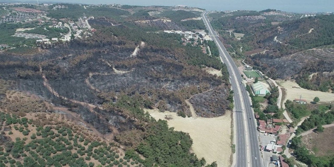 Yanan ormanların ağaçlandırılması için çalışmalar başladı