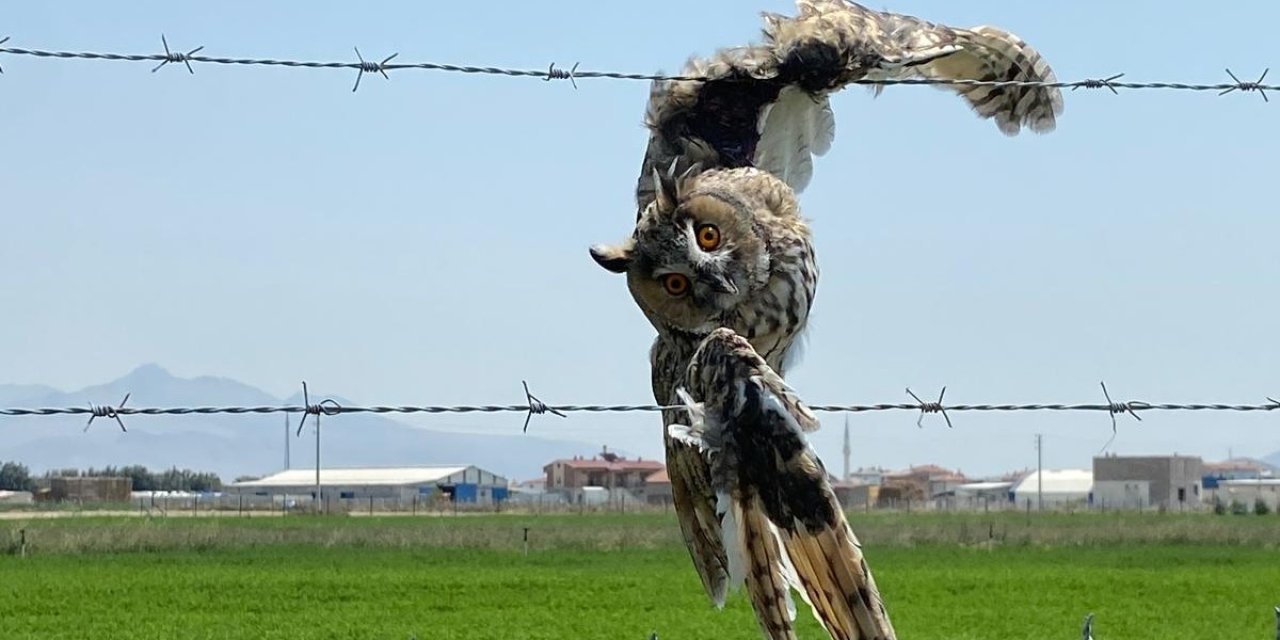 Yaralanan baykuşu duyarlı çiftçiler kurtardı
