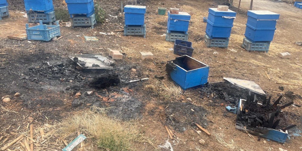 Orman yangınlarında milyonlarca arı telef oldu