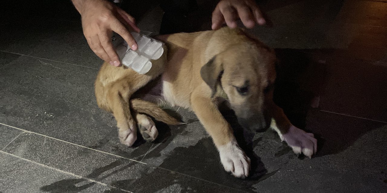 Eskişehir'de köpeğe çarpıp kaçtı, mahalleli seferber oldu