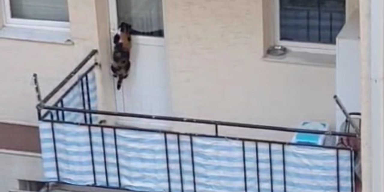 Eskişehir'de balkona bırakılan kedi ekipleri harekete geçirdi