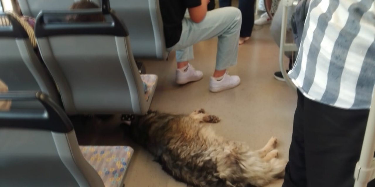 Eskişehir'de sıcaktan bunalan köpek tramvayda yolculuk yaptı