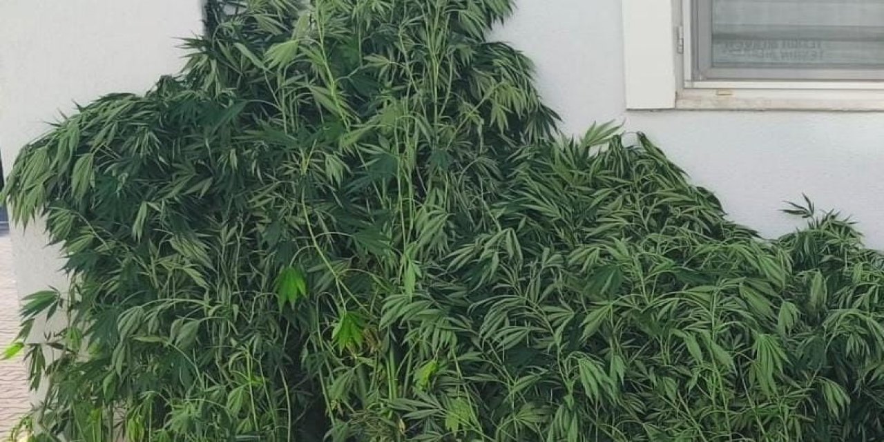 Evinde kenevir bitkisi yetiştiren şahıs yakalandı