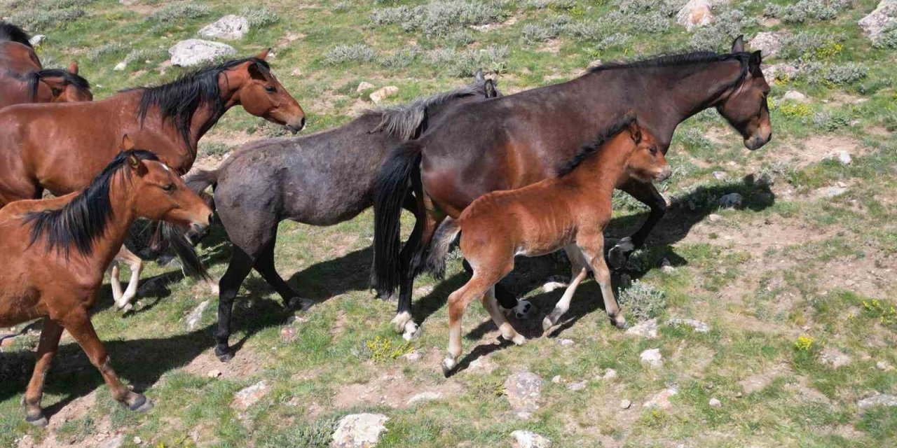 Yılkı atları doğal yaşam ortamlarında havadan görüntülendi