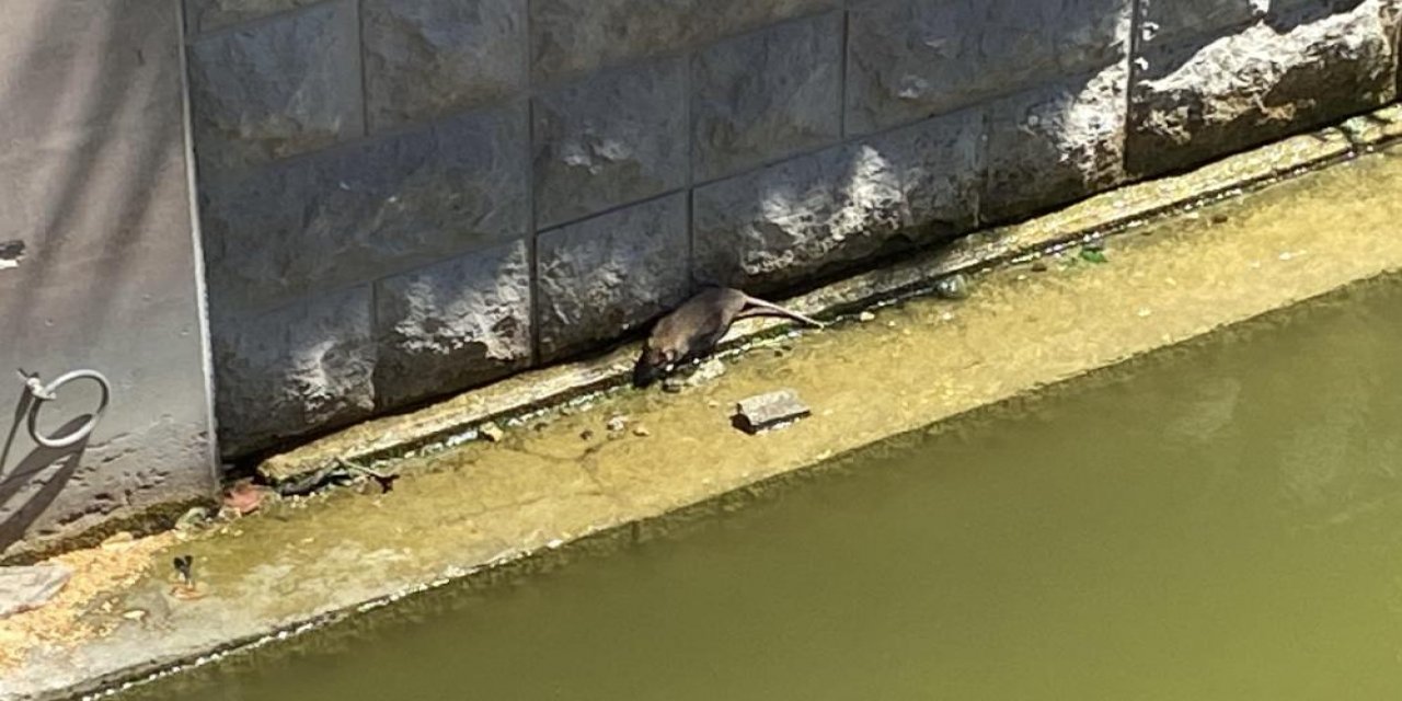 Havalar ısınınca fareler Porsuk Çayı'na geri döndü