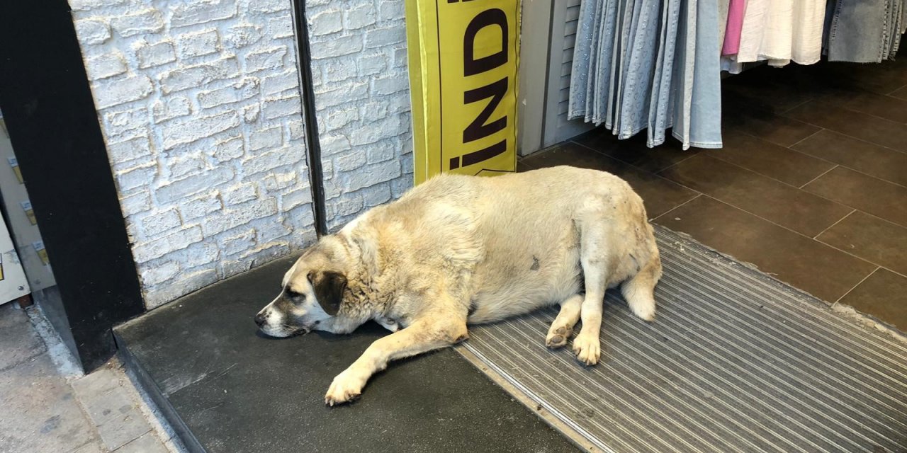 Sıcaktan bunalan köpek çareyi klimanın altına yatmakla buldu