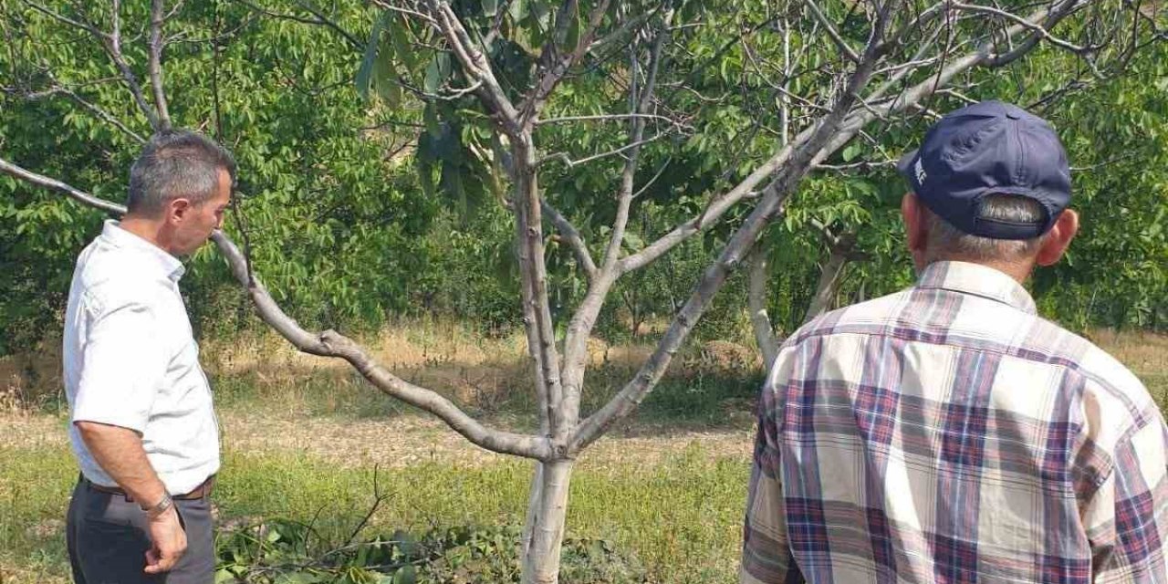 Ceviz ağaçlarında çeşit seçimi soruna sebep oldu