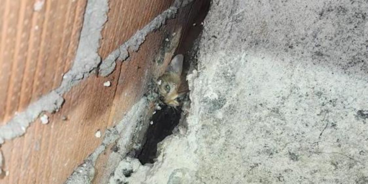 Anne kedi ve 4 yavrusu sıkıştıkları yerden kurtarıldı