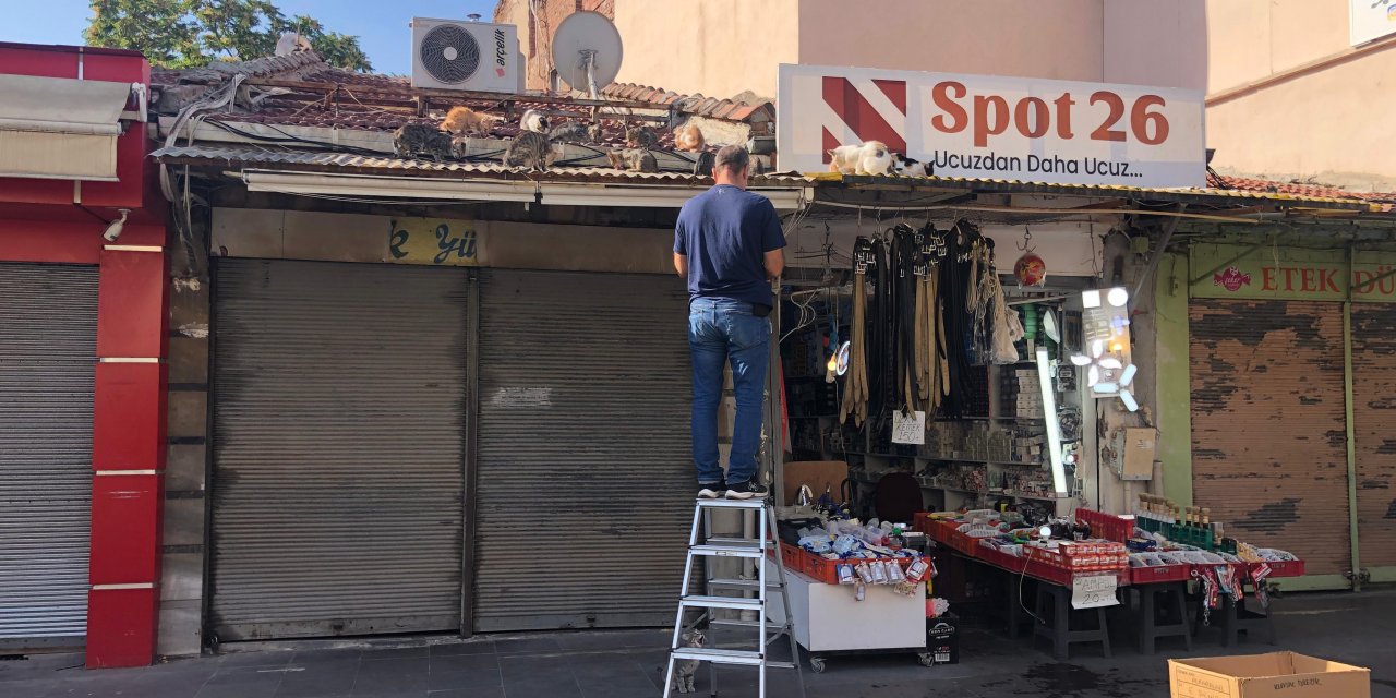 Eskişehir'de esnaf hergün çatıya tırmanıp kedileri besliyor