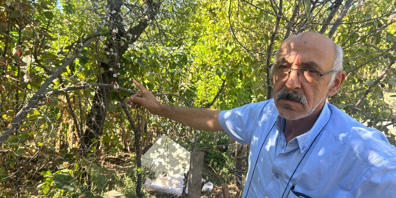 Eskişehir’de çiçek açan ağaç görenleri şaşırttı