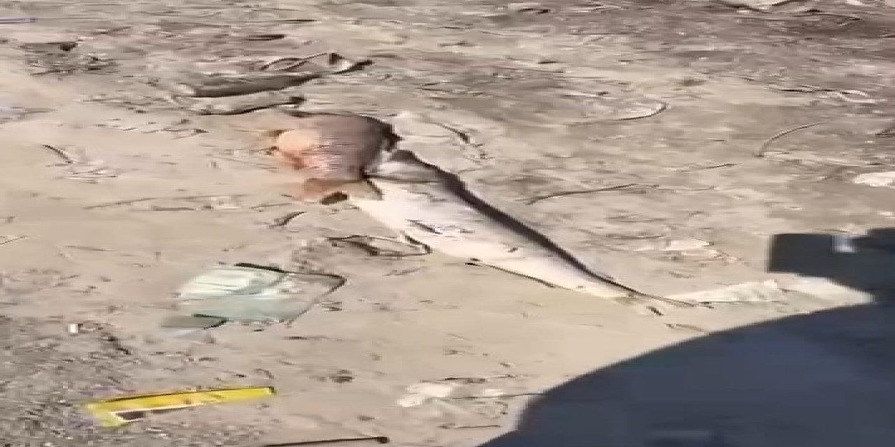 Bursa’da acı tablo, yüzlerce balık kıyıya vurdu