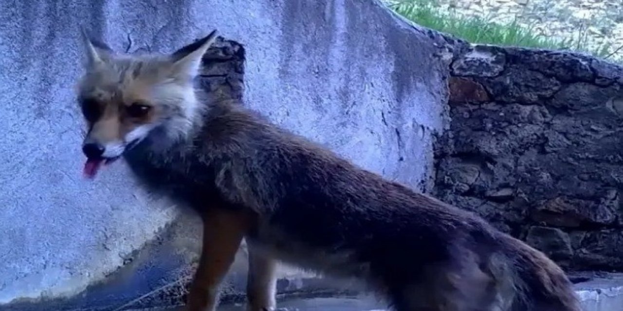 Avcı yaban kedisi fotokapanda