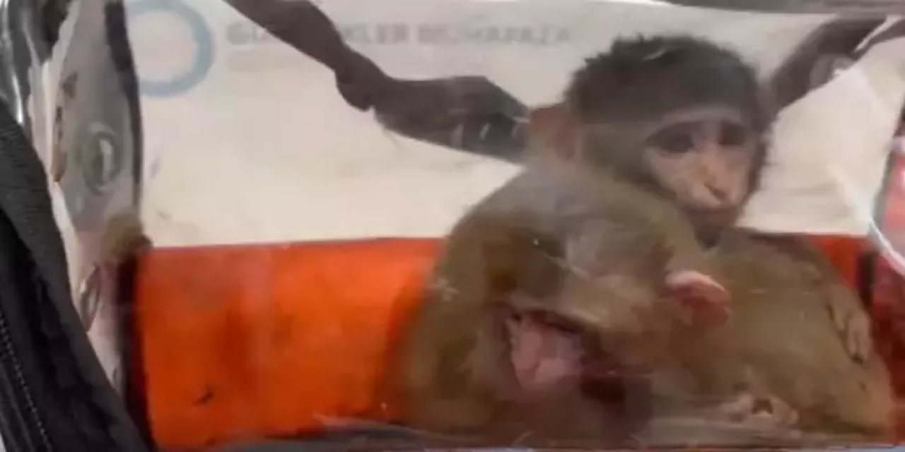 Nesli tehlike altında olan hayvanlar ele geçirildi