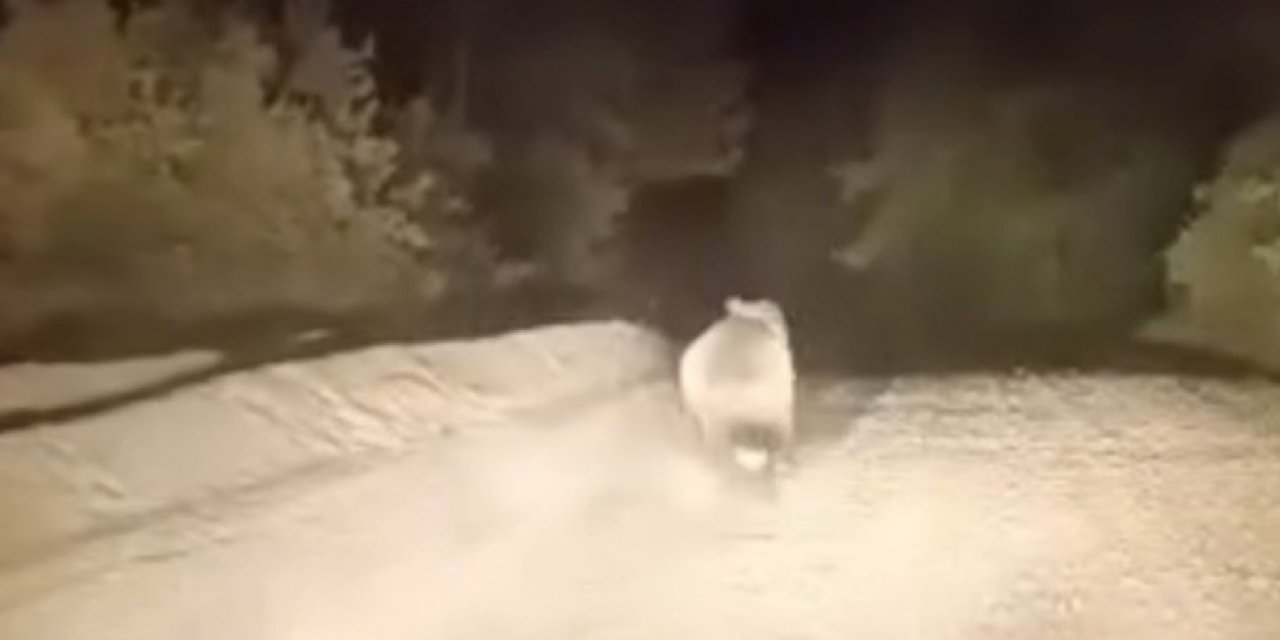 Otomobil gören ayının panik anları görüntülendi