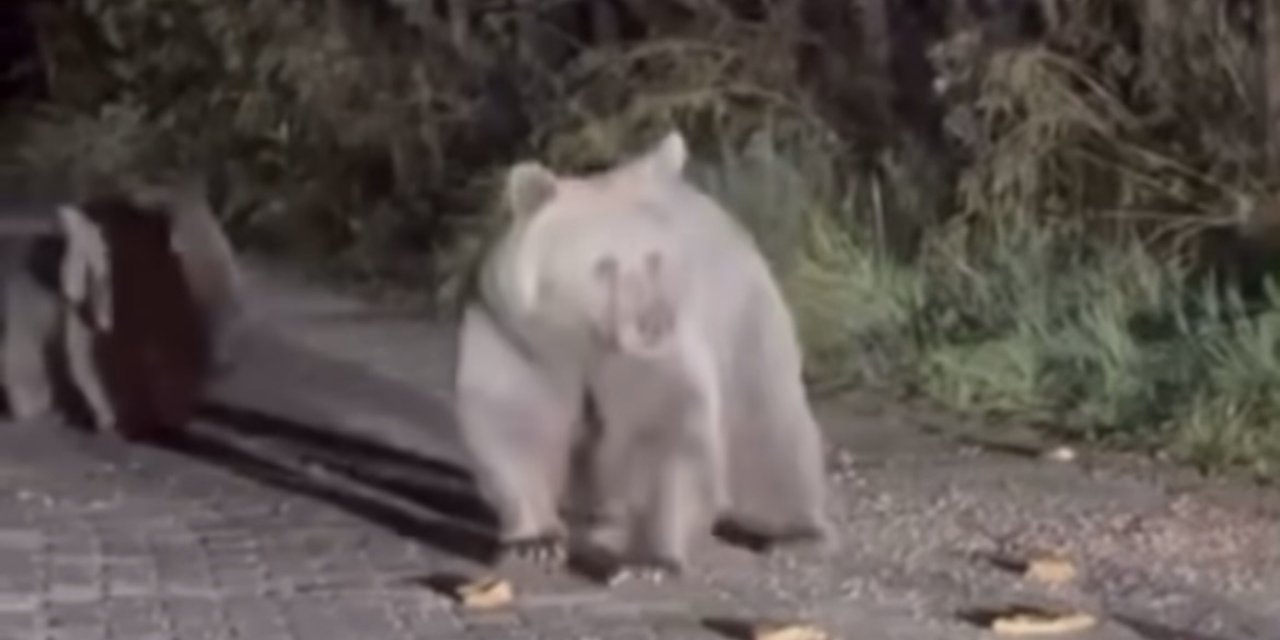 Ayıları eliyle besledi