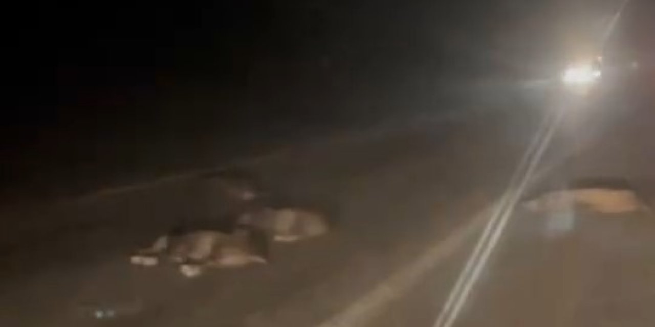 Yola atlayan domuzlar telef oldu