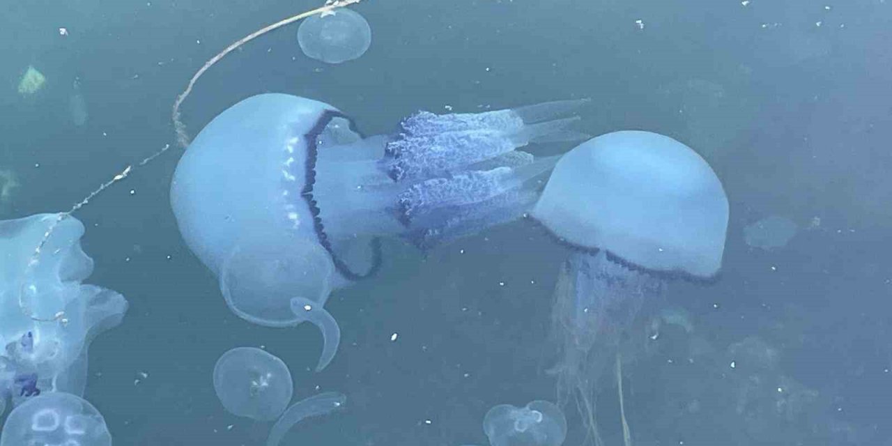 Müsilaj başladı denizanaları öldü