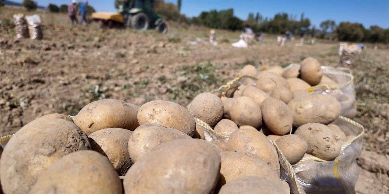 Eskişehir'de meşhur Kümbet patatesi için hasat telaşı