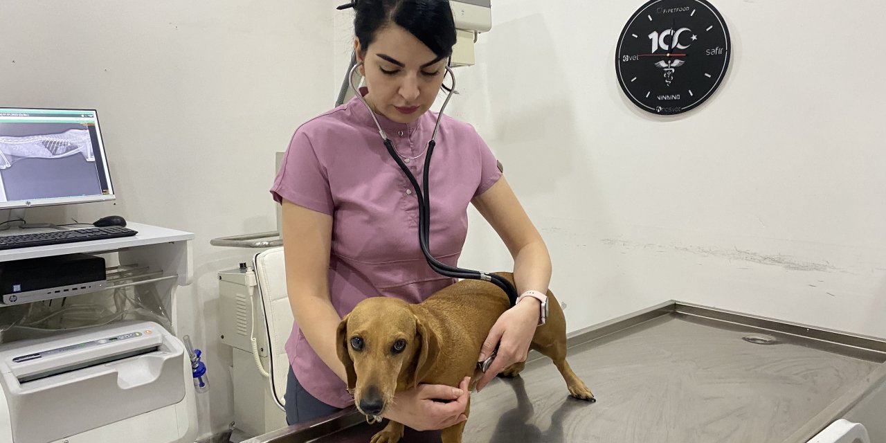 “Evcil hayvanların aşı ve vitamini ihmal edilmemeli”