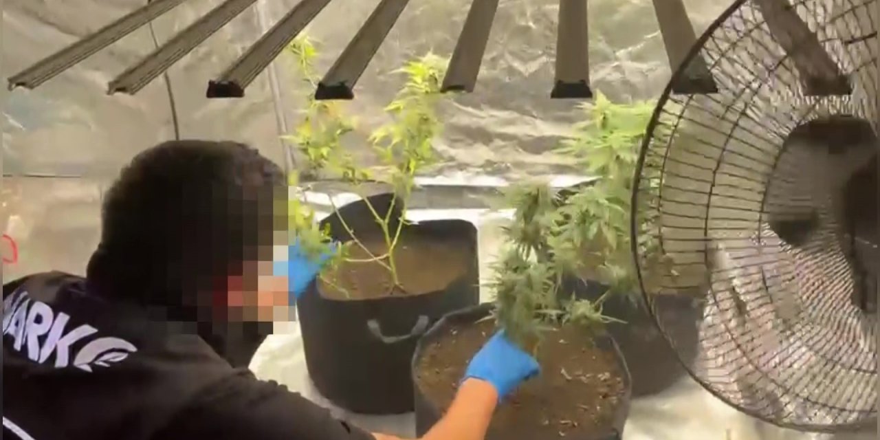 Evinde uyuşturucu yetiştiren şahıs yakalandı