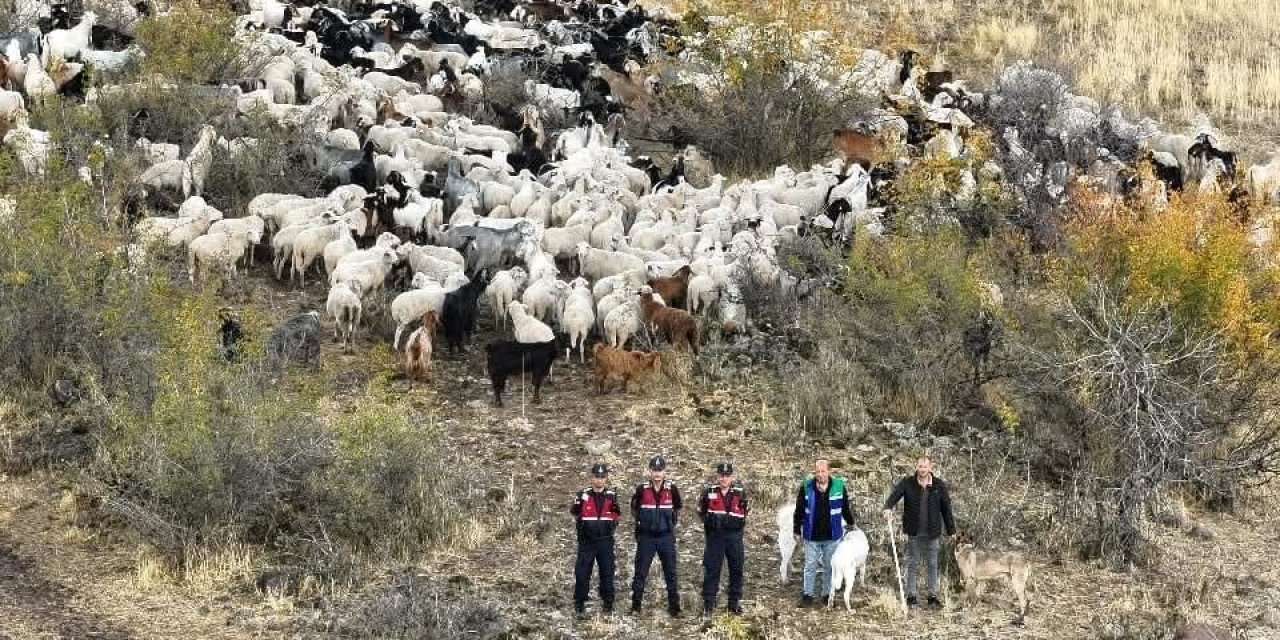 Kaybolan küçükbaş hayvan süresi arama çalışmasıyla bulundu