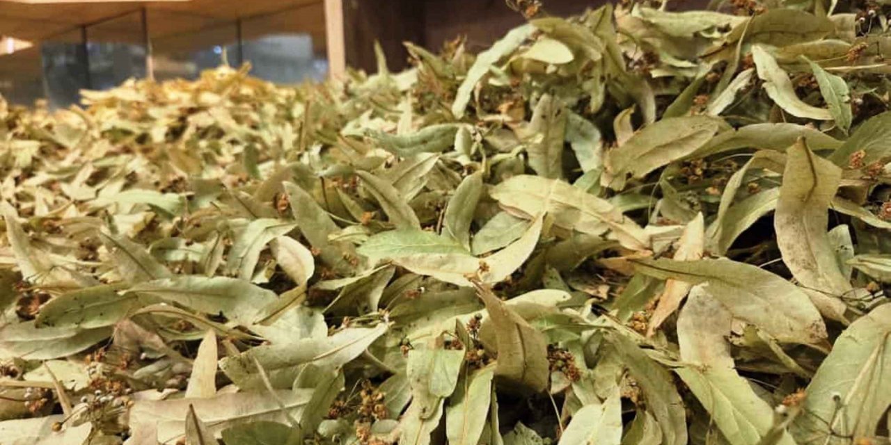 Kış aylarının gelmesiyle ıhlamura ilgi arttı