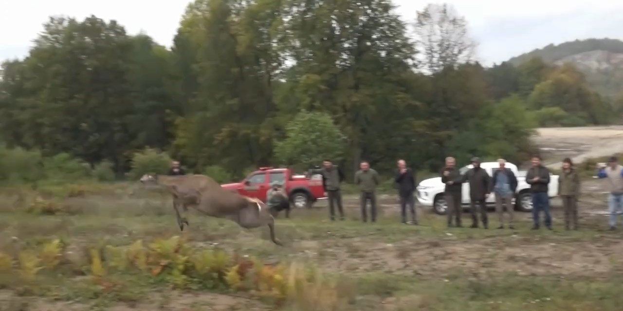 3 dişi kızıl geyik doğaya salındı