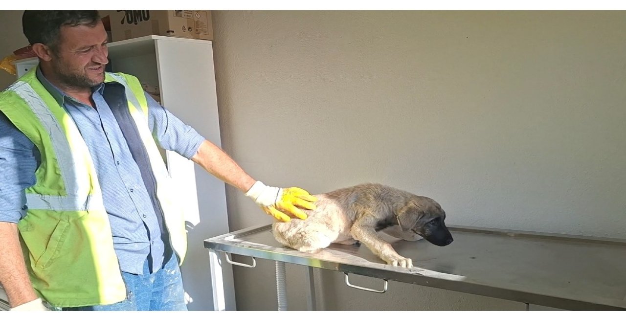 Yaralanan sokak köpeğine belediye sahip çıktı