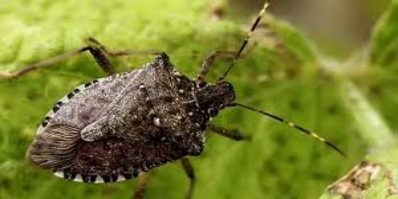 Kahverengi kokarca ile mücadele başlatıldı