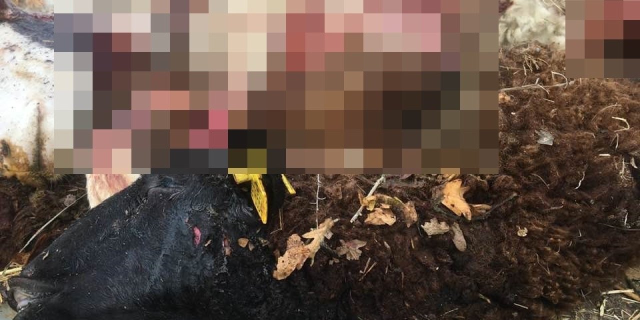 Sürüden ayrılan koyunlar telef oldu