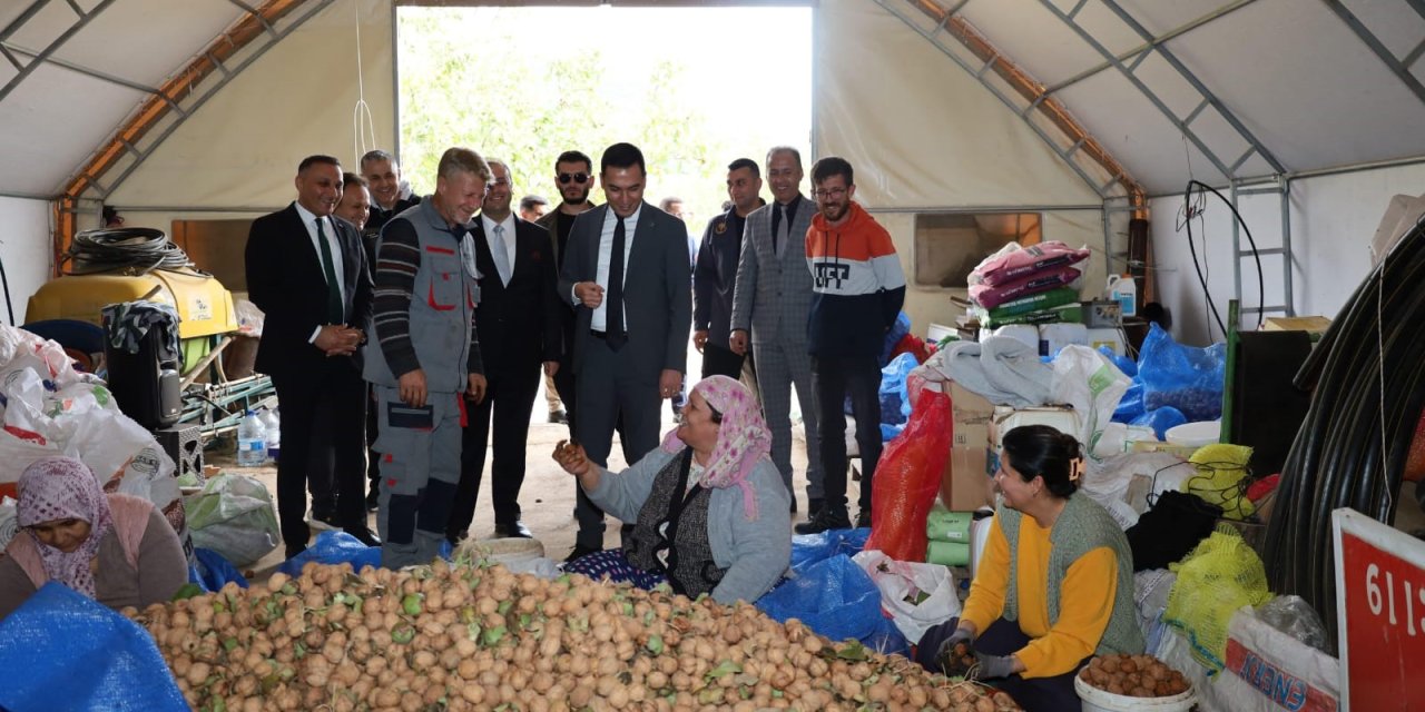 Ceviz hasadı başladı: Çiftçiler memnun!