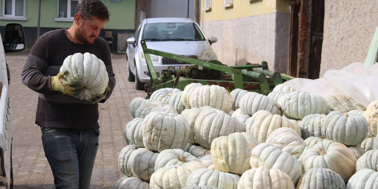 Eskişehir'in ünlü balkabağının hasadı başladı