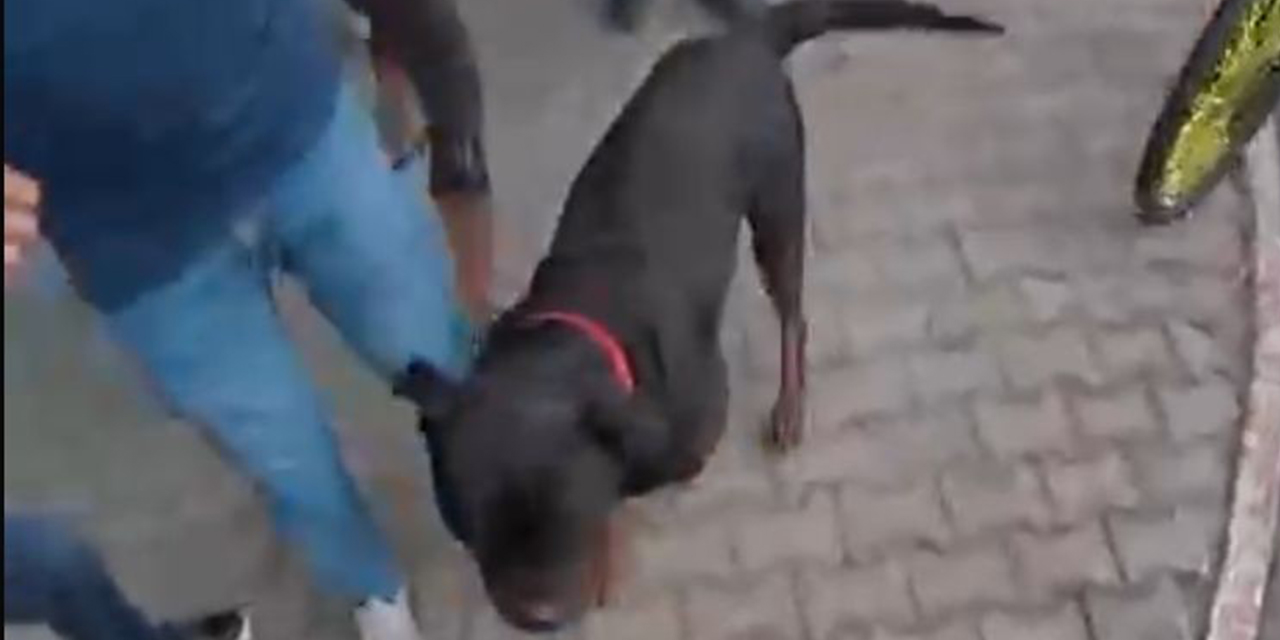 Sokakta ağızlıksız gezdirilen köpek vatandaşlara saldırdı