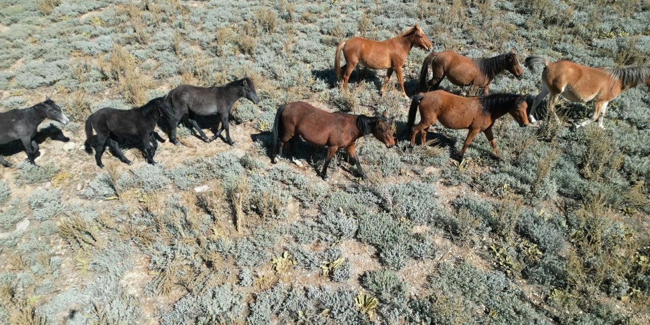 Yılkı atlarının görüntüleri ilginç bir manzara oluşturdu
