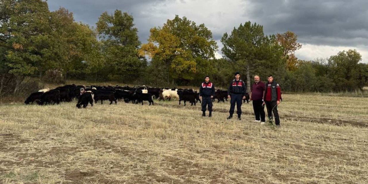 70 küçükbaş hayvan kayıplara karıştı