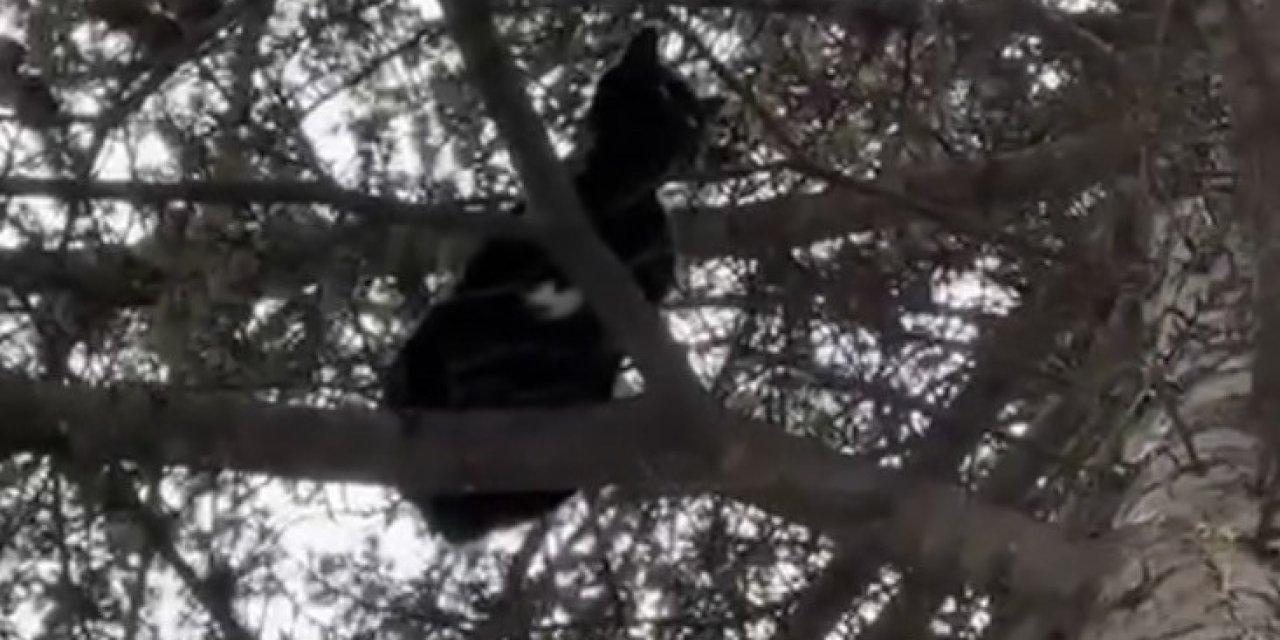 Eskişehir'de ağaçta kalan kedi itfaiye ekiplerince kurtarıldı