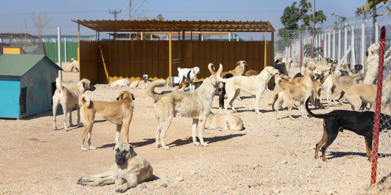 Eskişehir'de hayvan bakımevinin inşaatı tamamlanıyor