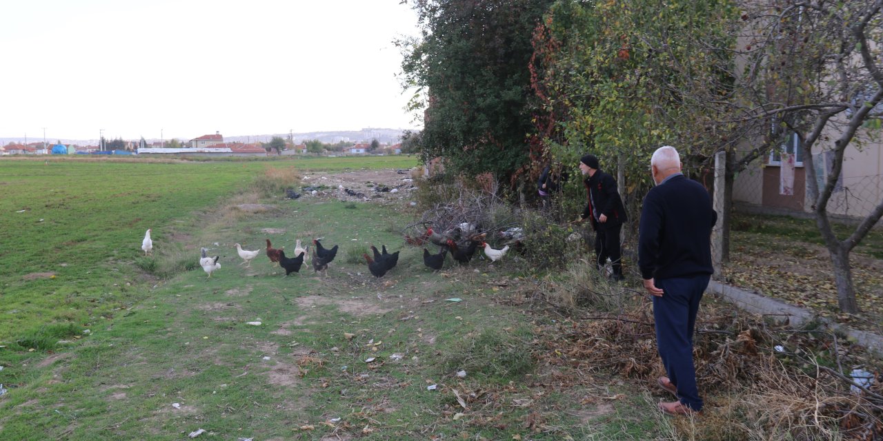 Eskişehir'de sokak köpekleri 11 tavuğu telef etti