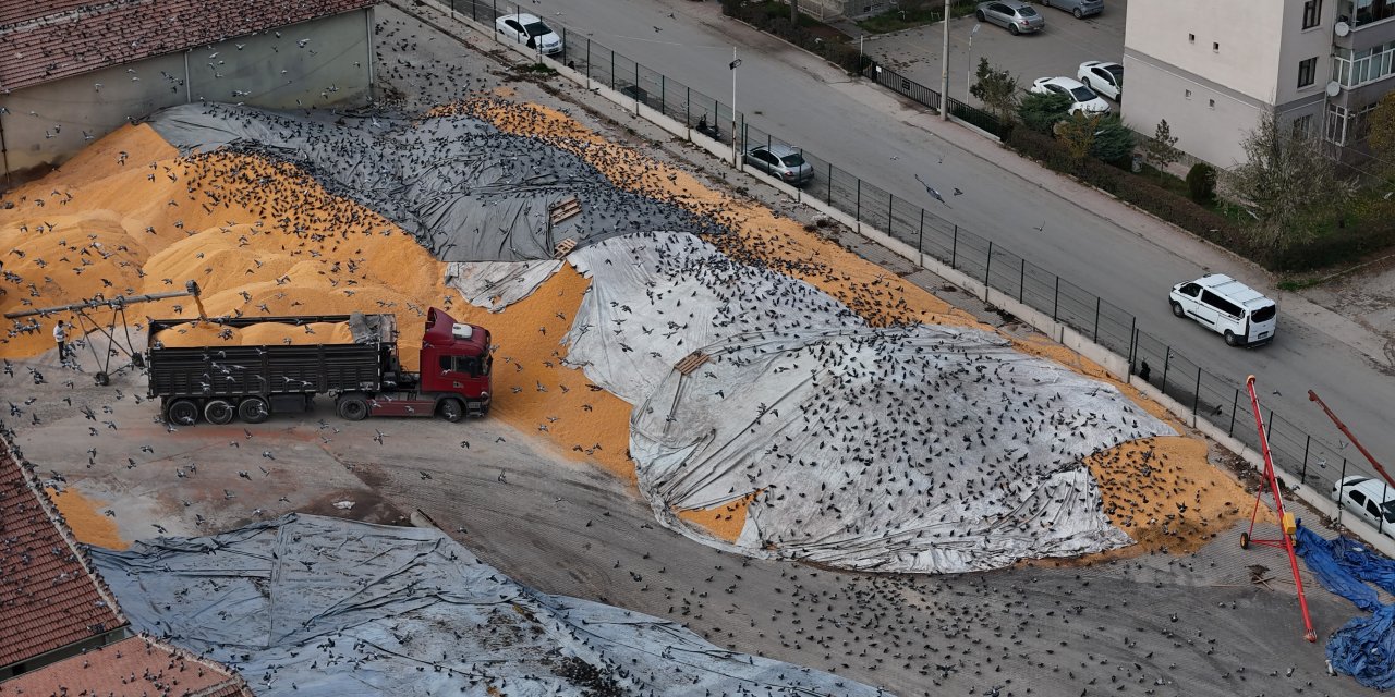 Eskişehir'de yüzlerce güvercin karnını böyle doyurdu