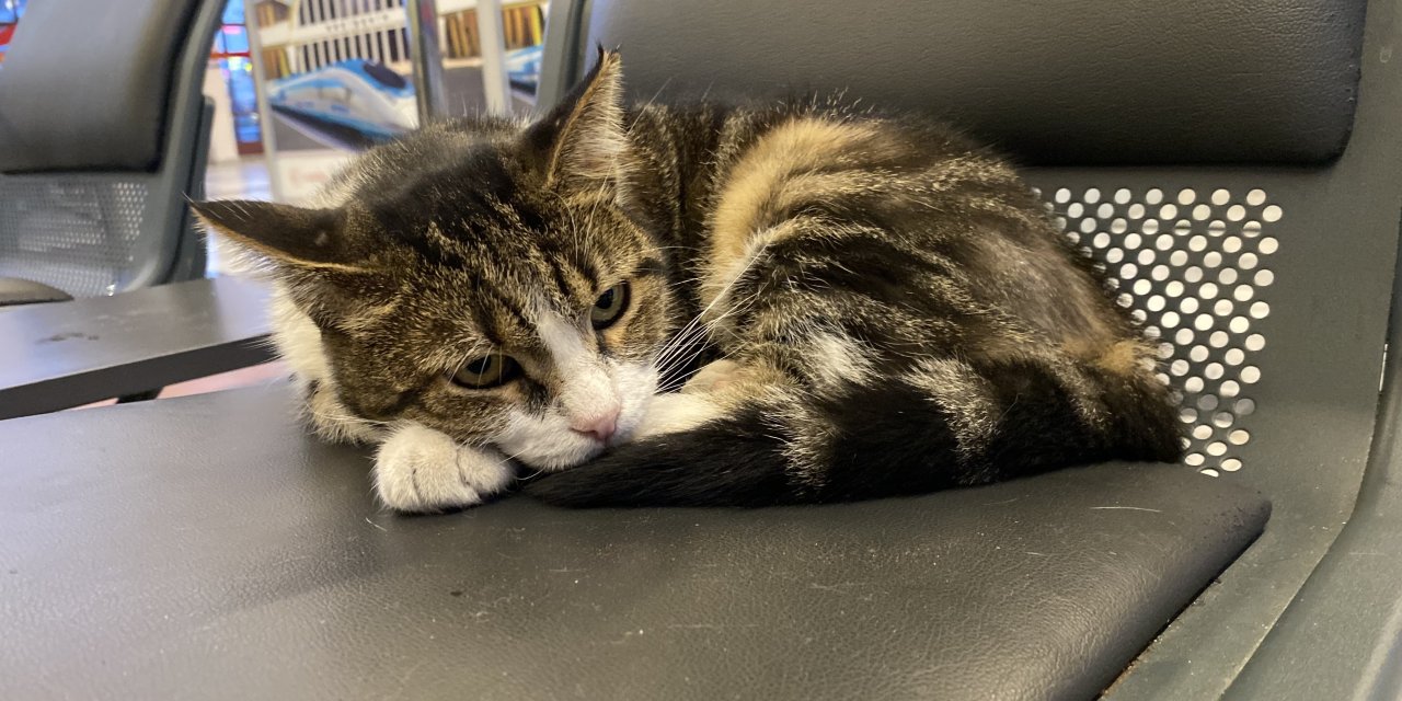 Eskişehir Tren İstasyonu'nda sevimli kediler ilgi çekiyor