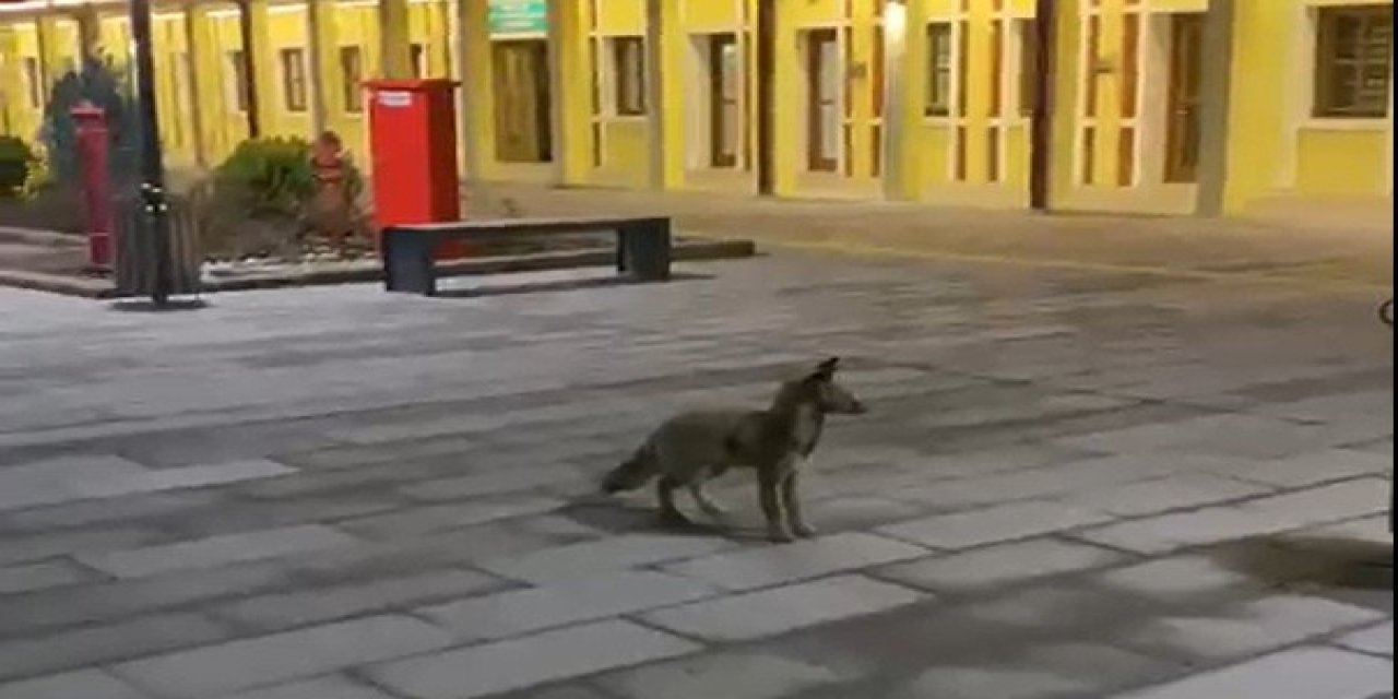 Şehir merkezinde tilki görenleri şaşırttı