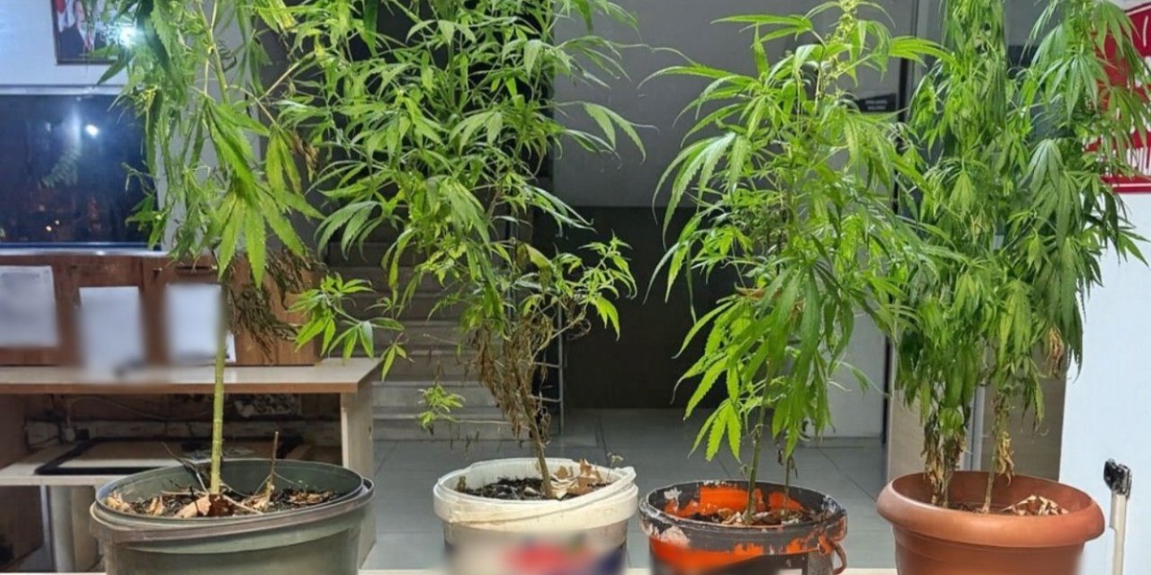 Saksıda kenevir yetiştiren şahıs yakalandı