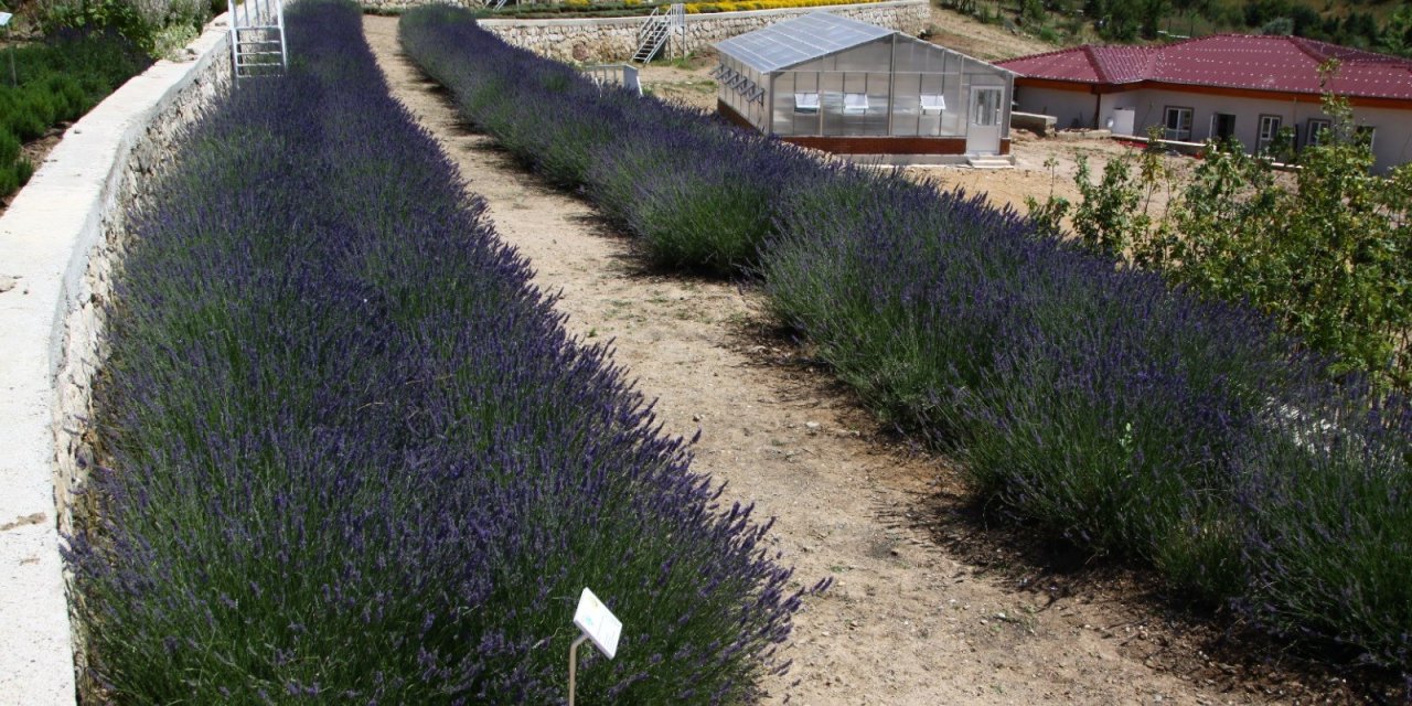 Eskişehir'de 220'nin üzerinde tıbbi aromatik bitki türü yetiştiriliyor