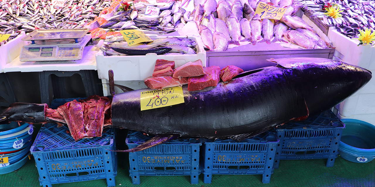 Eskişehir'de dev orkinosu gören afallıyor!