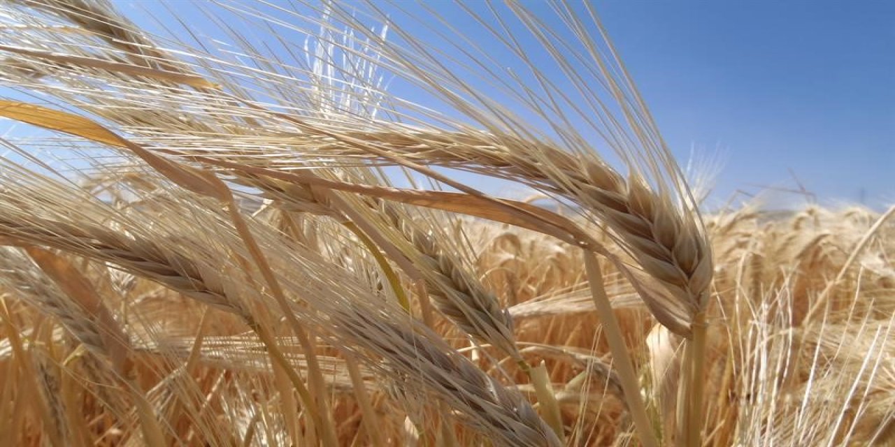 Kuraklık birçok bölgede arpa ekiminin arttırdı