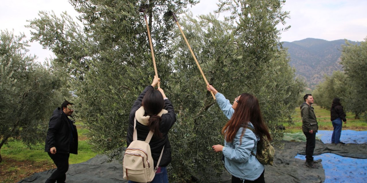 Eskişehir'de gençler zeytinyağı üretimi deneyimledi