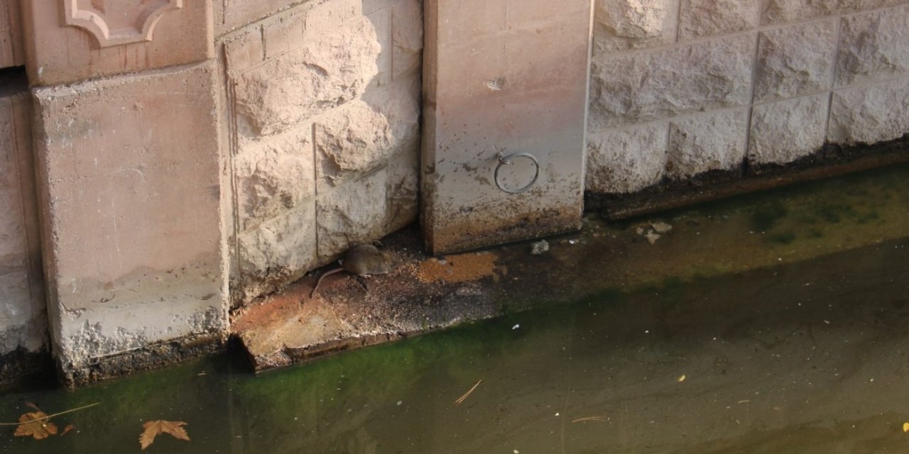 Porsuk’u yine fareler bastı!