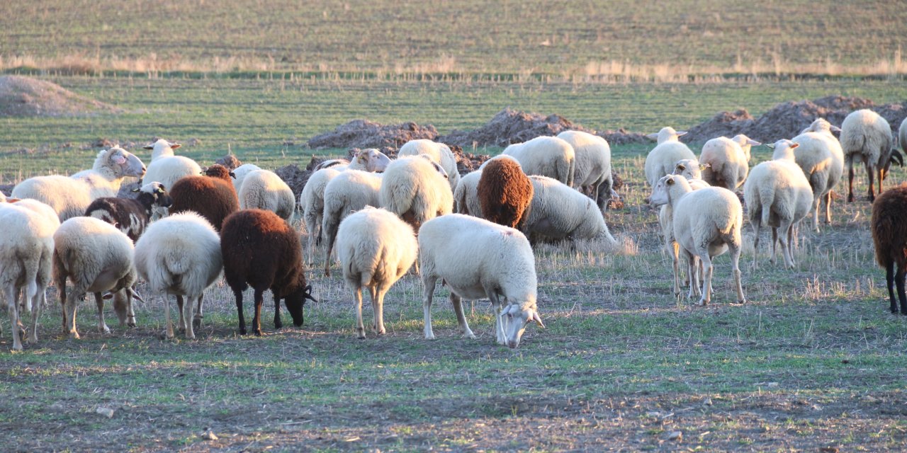 Geçen kış ağıllara kapatılan küçükbaş hayvanlar bu kış dağlarda