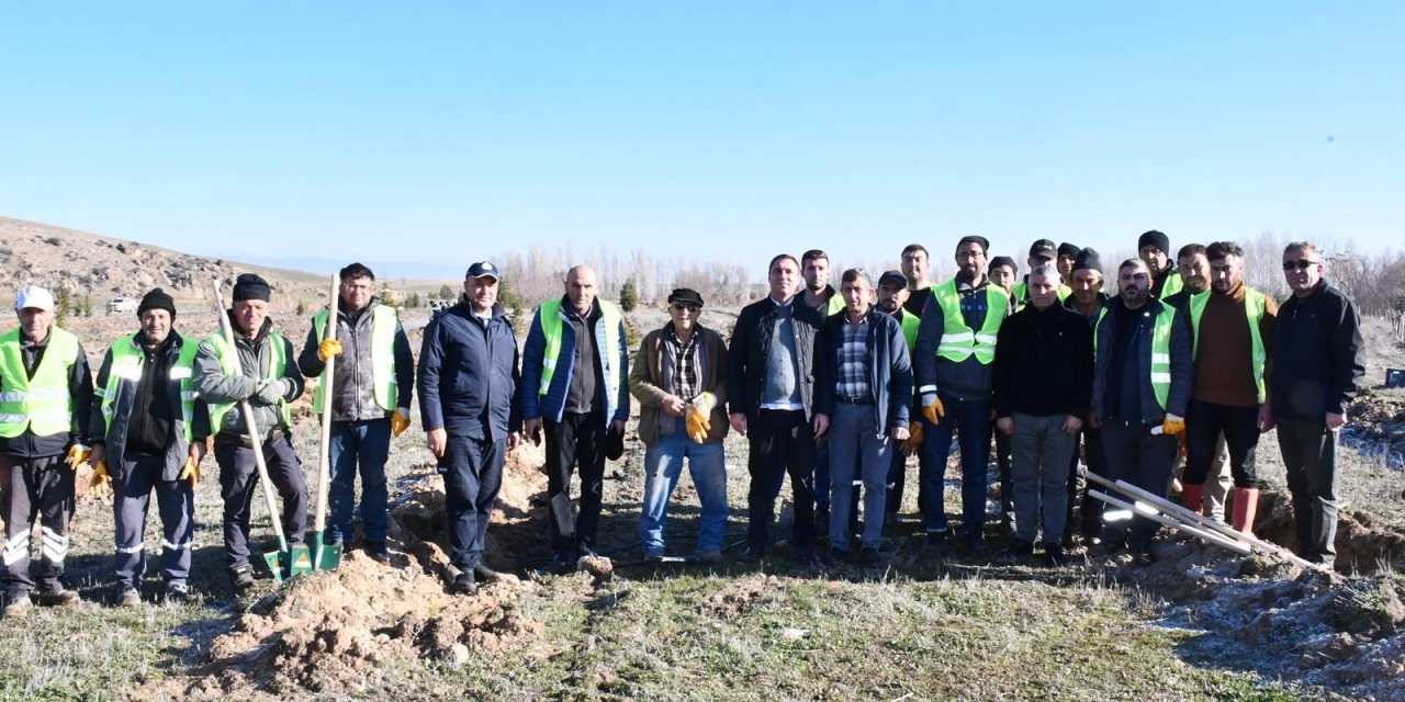 Beylikova'ya karaçam fidanı ekildi