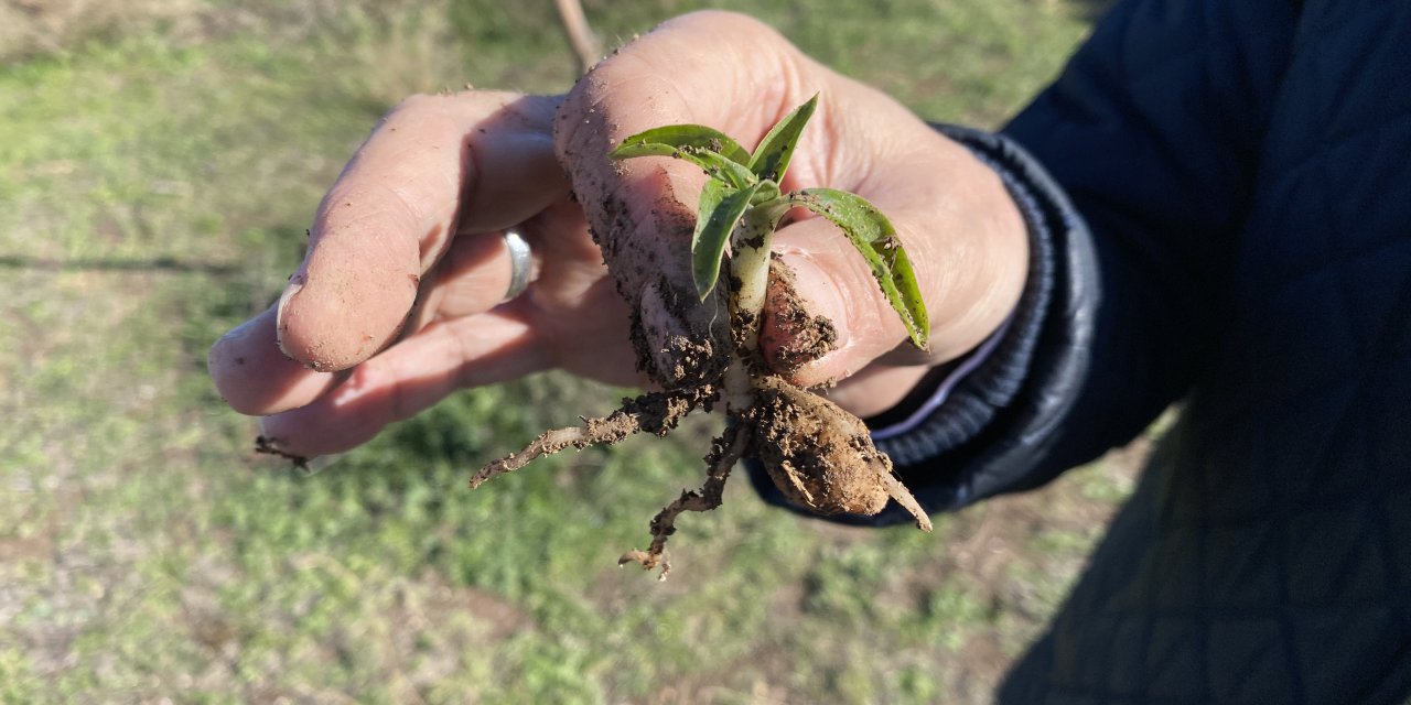 Eskişehir'de salep üretiminin yaygınlaşacak!